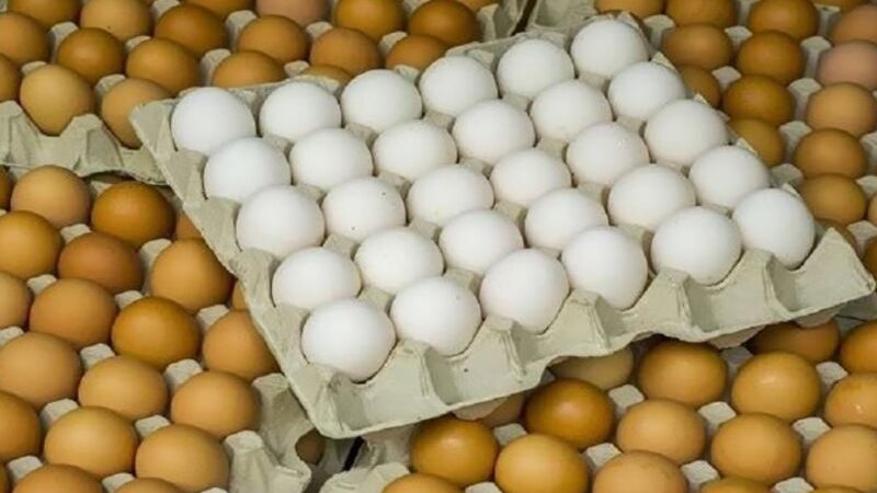 اسعار البيض اليوم1 اسعار البيض اليوم1